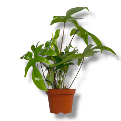 filodendron florida grin