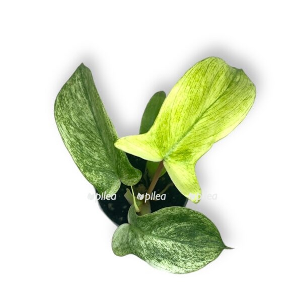 filodendron floridskij prizrak 2 e1724873021561