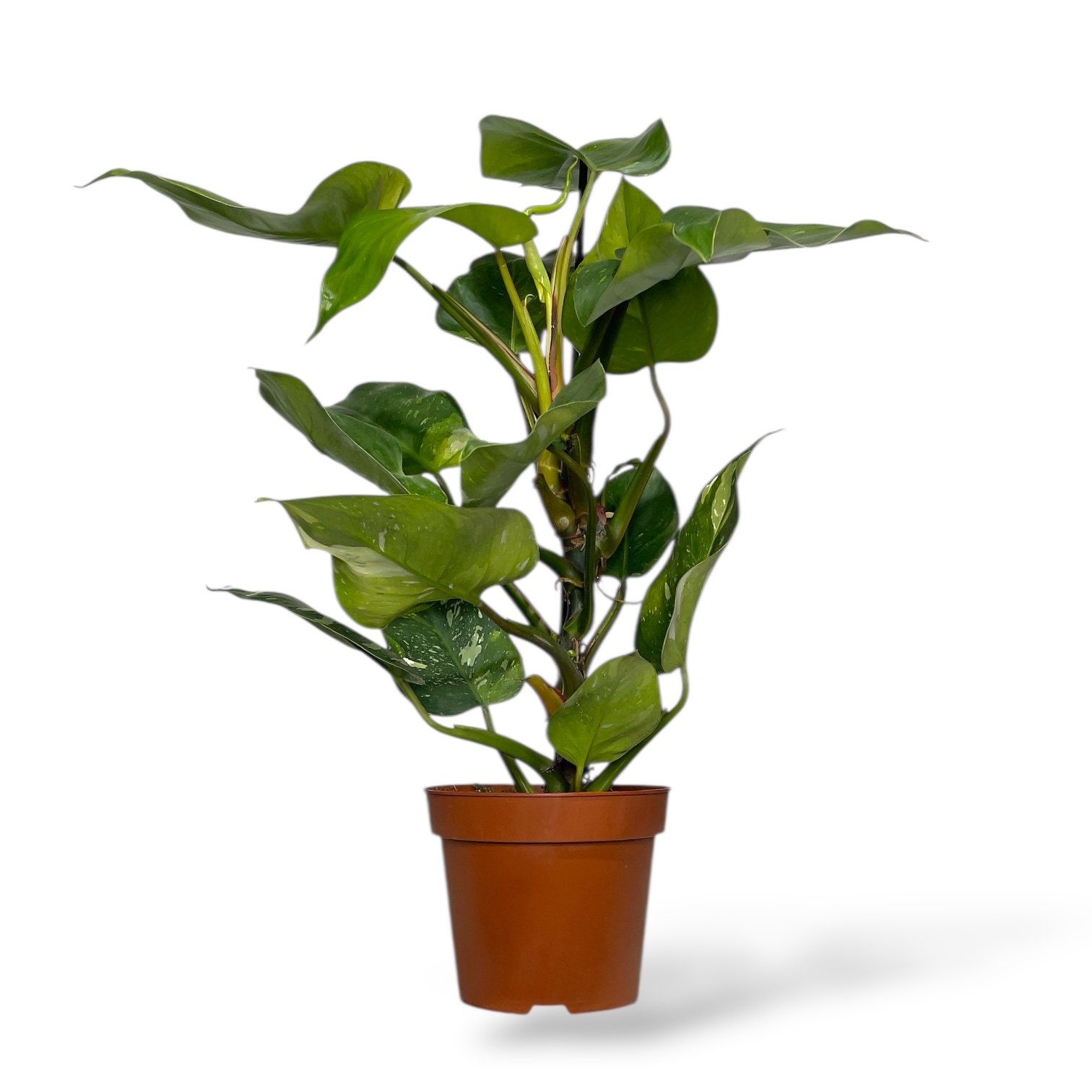 filodendron fresh aurea 2