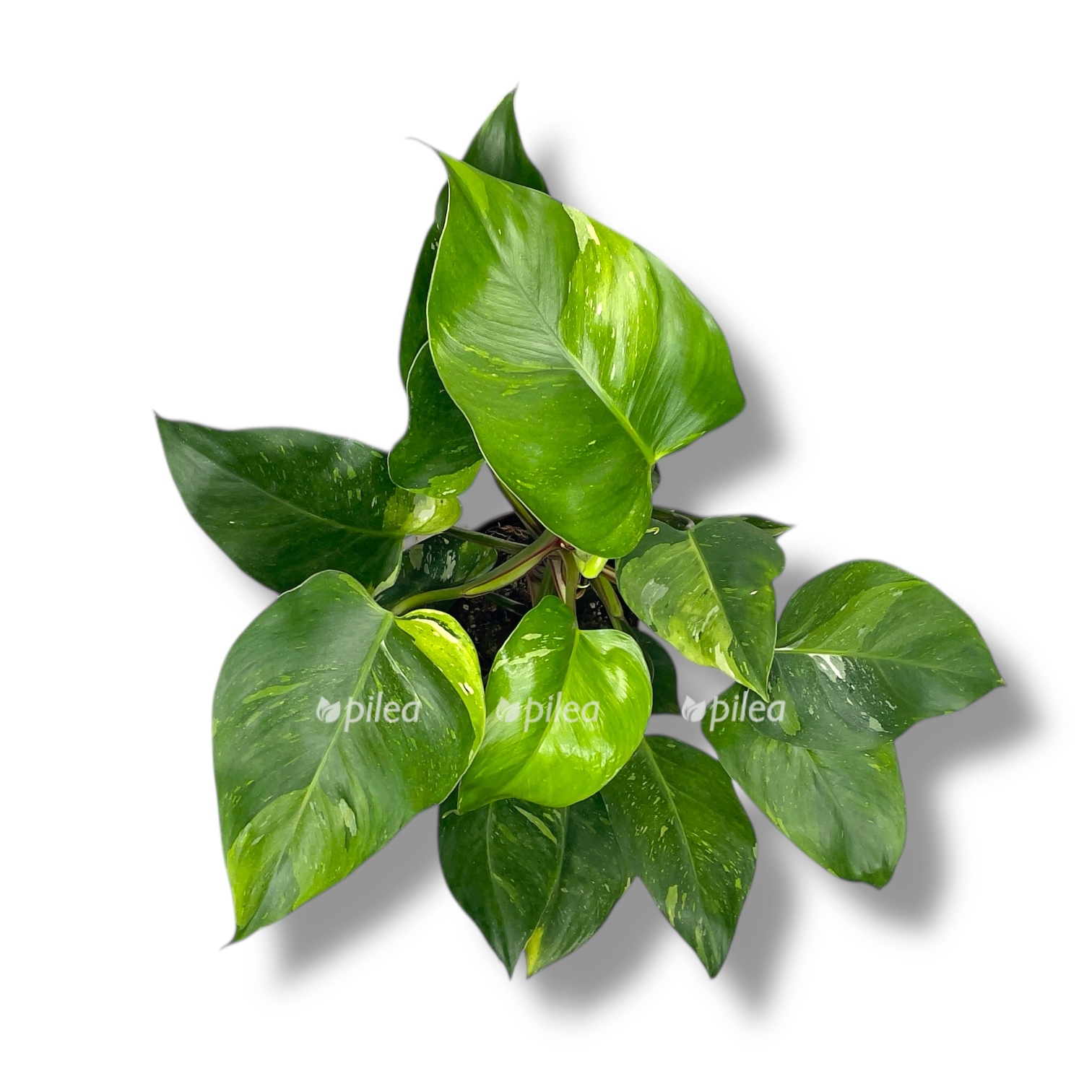 filodendron fresh aurea 3