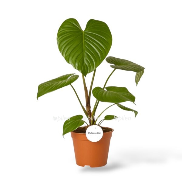 filodendron-garandipes-e1745217420474.jpeg filodendron garandipes e1745217420474