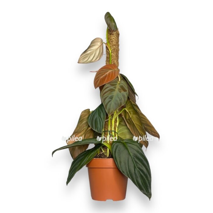 filodendron-gigas-na-opore-e1709642344366.jpg filodendron gigas na opore e1709642344366