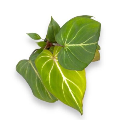 filodendron glorioza 6 15 e1699367644232