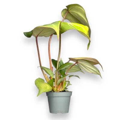 filodendron glorioza 6 15 sm e1699367635756