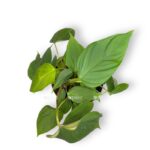 filodendron glorioza e1701358143623