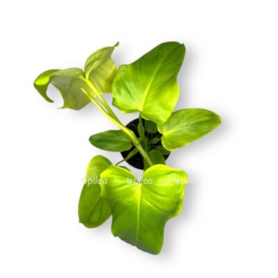 filodendron golden violin e1727932801768