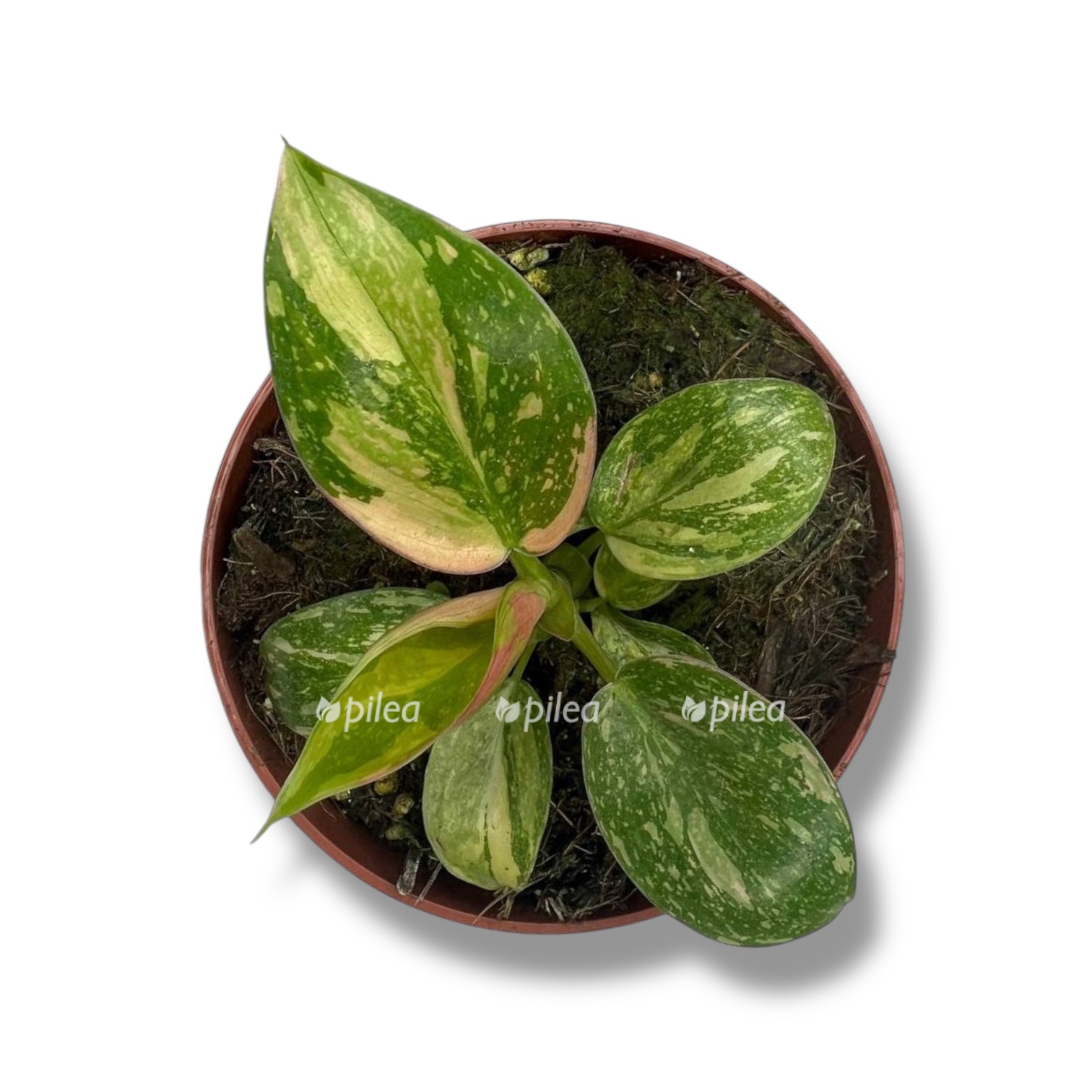 Филодендрон Грин Конго Вариегата купить