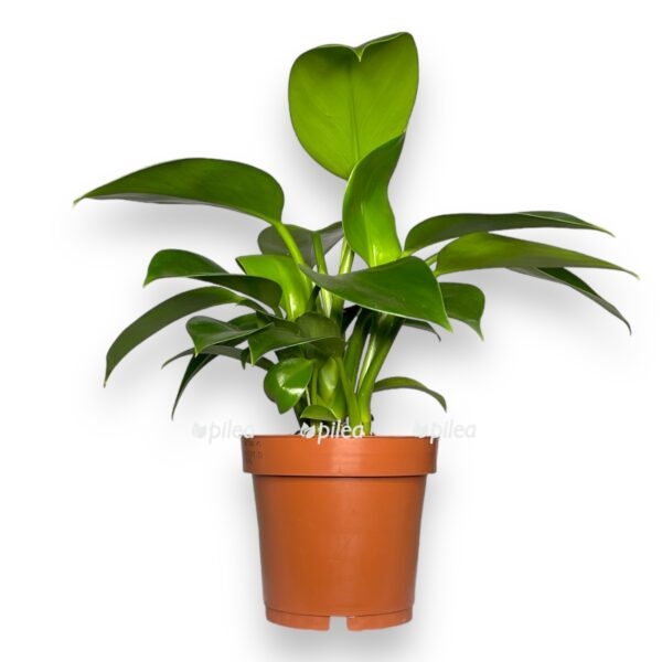 filodendron grin princess 1 e1729775631455