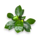 filodendron grin princess
