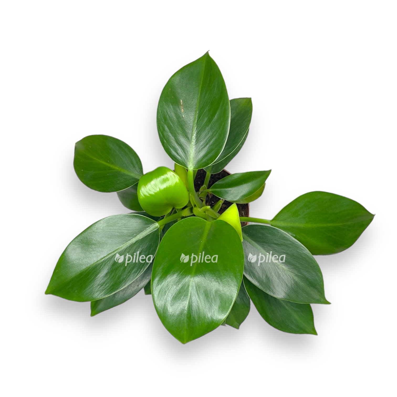 filodendron grin princess