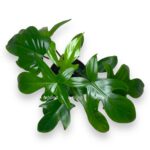 filodendron grin sau