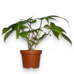 filodendron grin sau