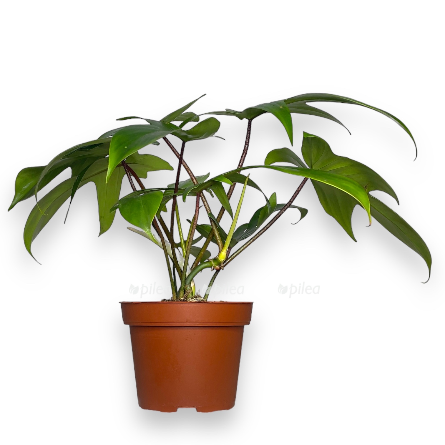 filodendron-grin-sau.jpg filodendron grin sau