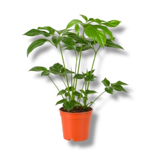 filodendron grin vander e1747020419740