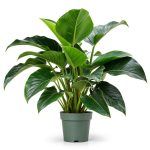 filodendron imperial green