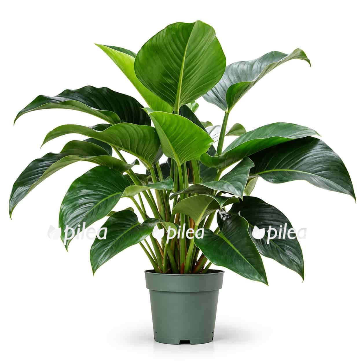 filodendron imperial green
