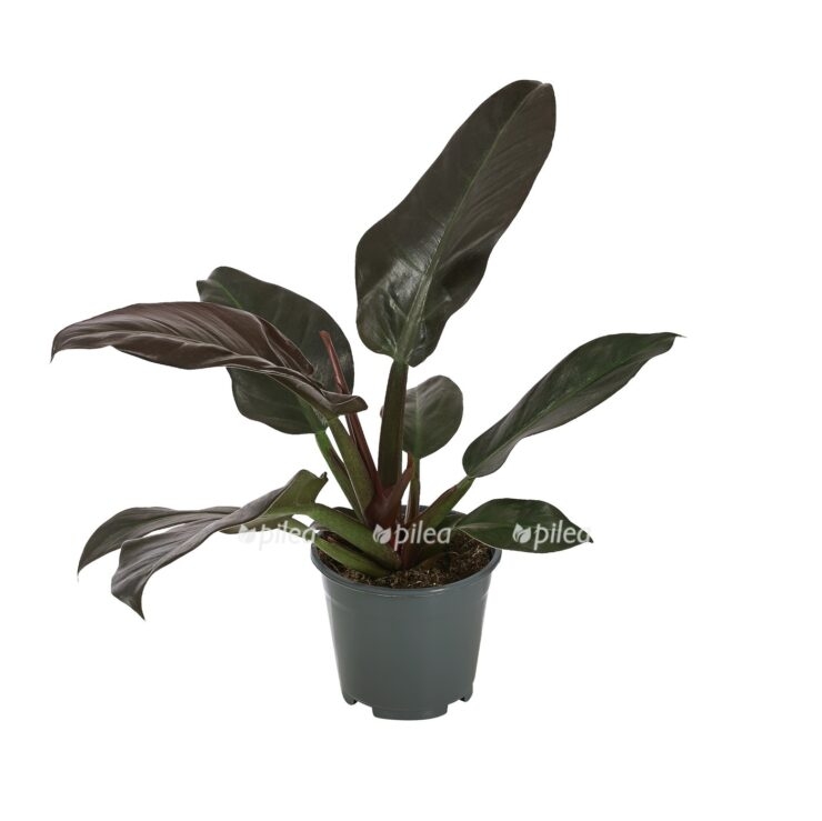 filodendron imperial red e1679046348734