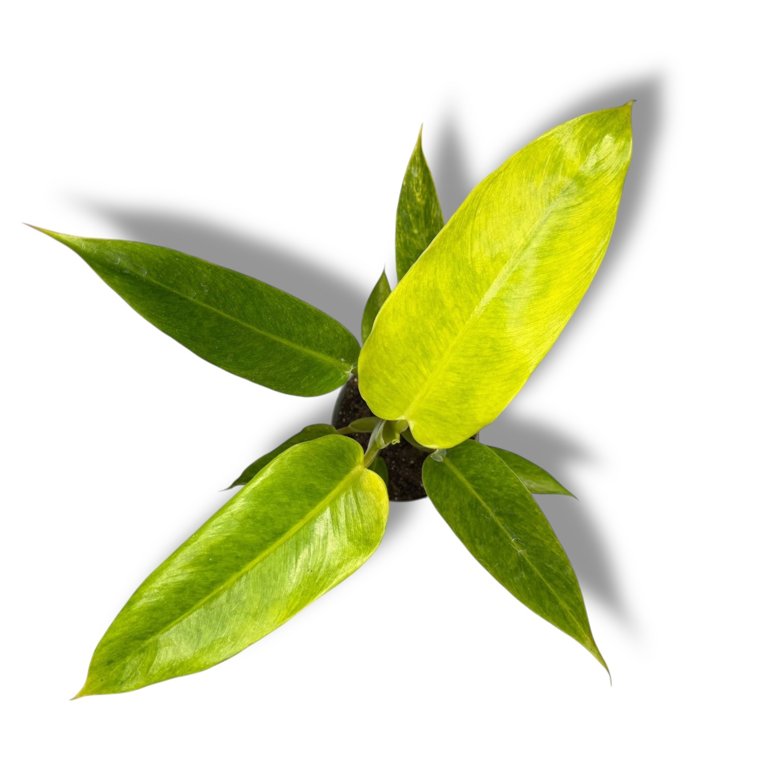 filodendron kalkin gold