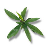 filodendron kampii linett