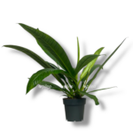 filodendron kampii linett
