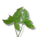 filodendron kamuflyazh