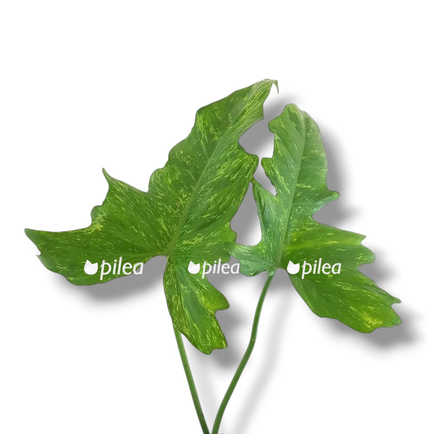 filodendron-kamuflyazh filodendron kamuflyazh