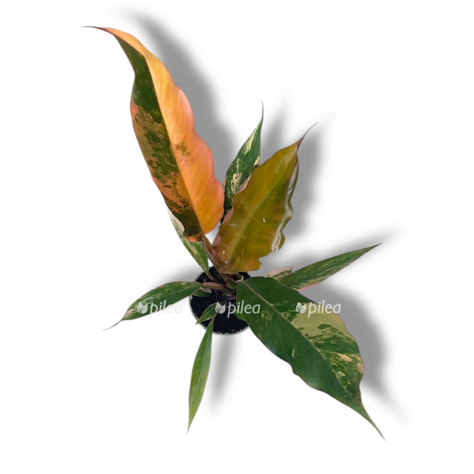 filodendron karamel marbl variegata