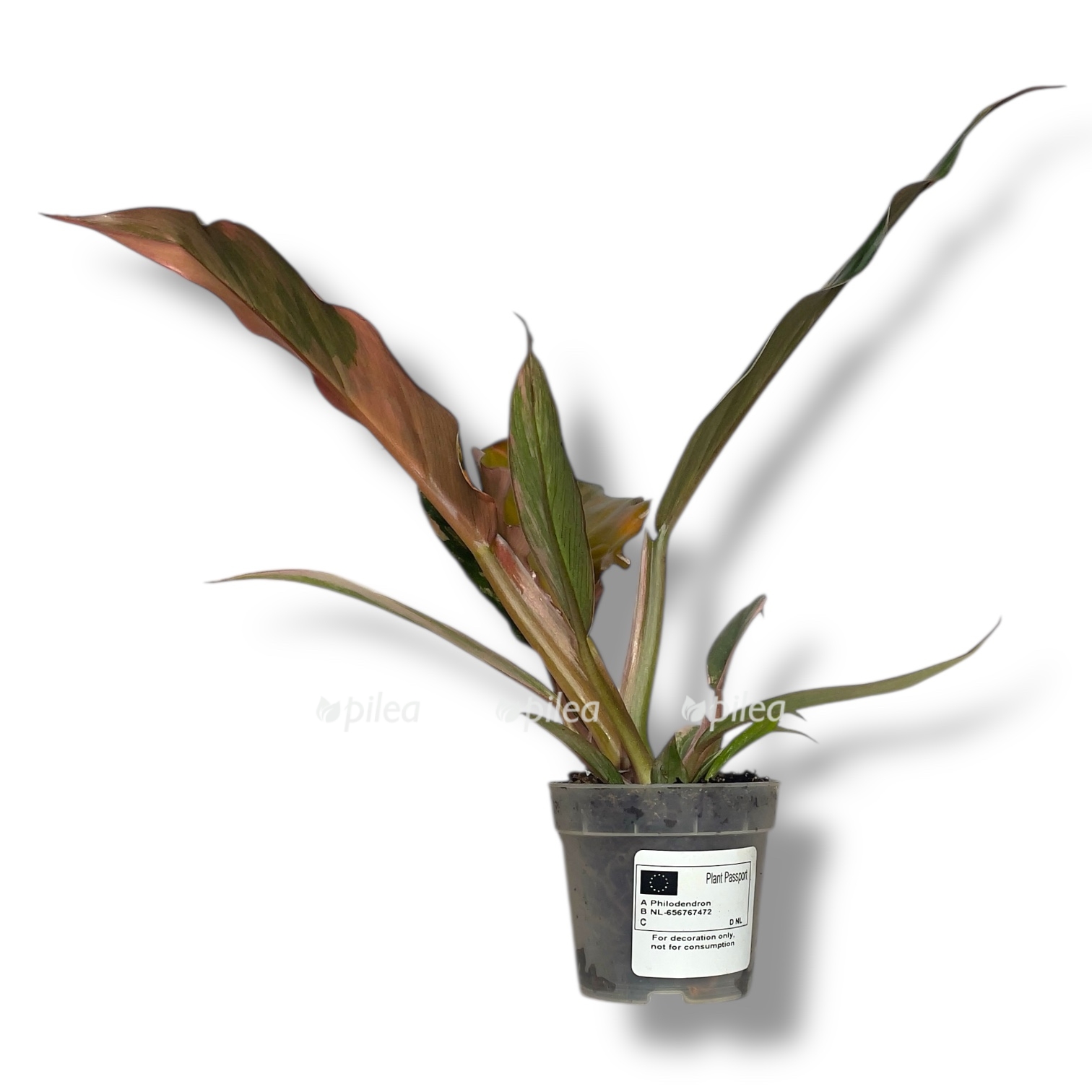 filodendron karamel marbl variegata