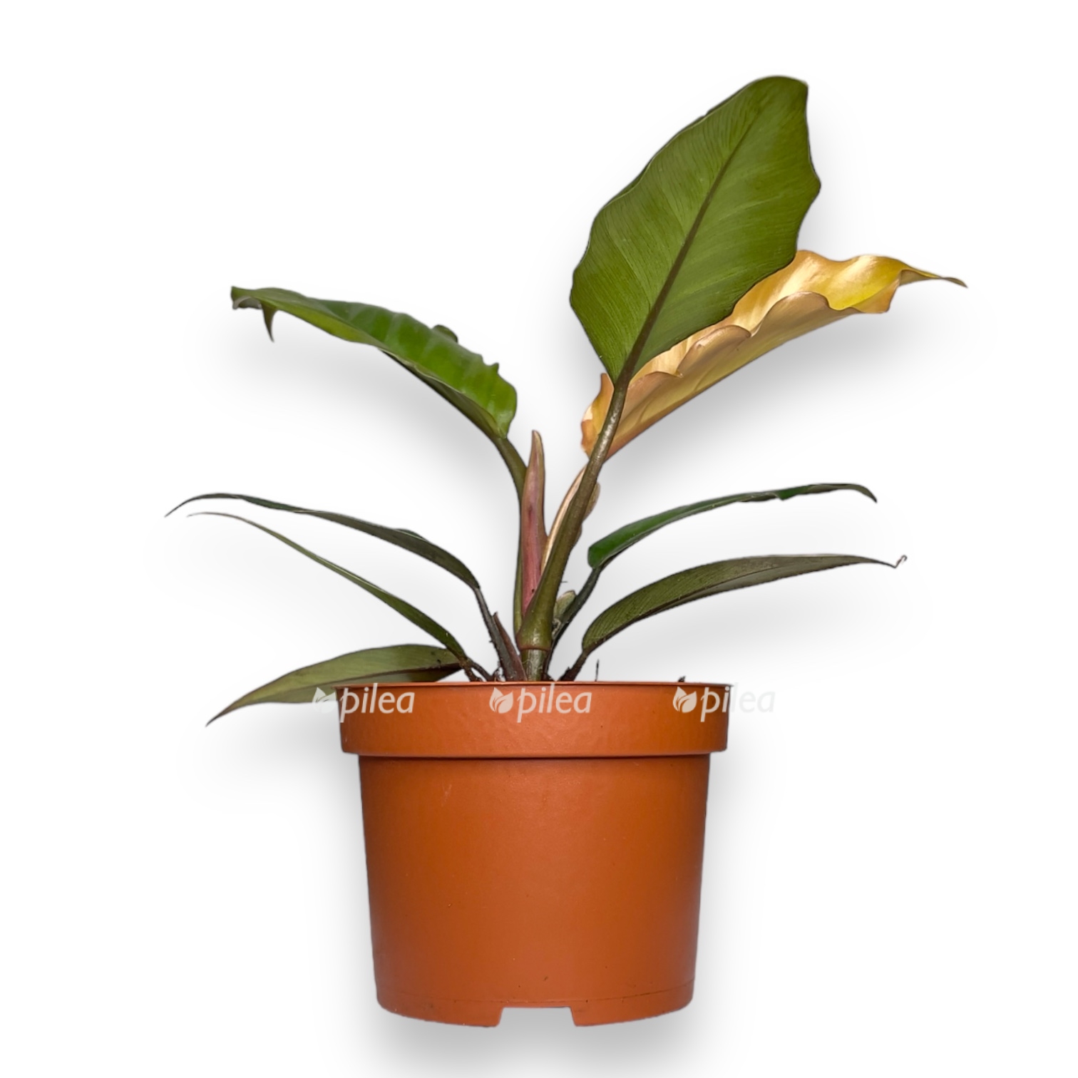 filodendron karamel pluto