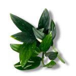 filodendron kobra