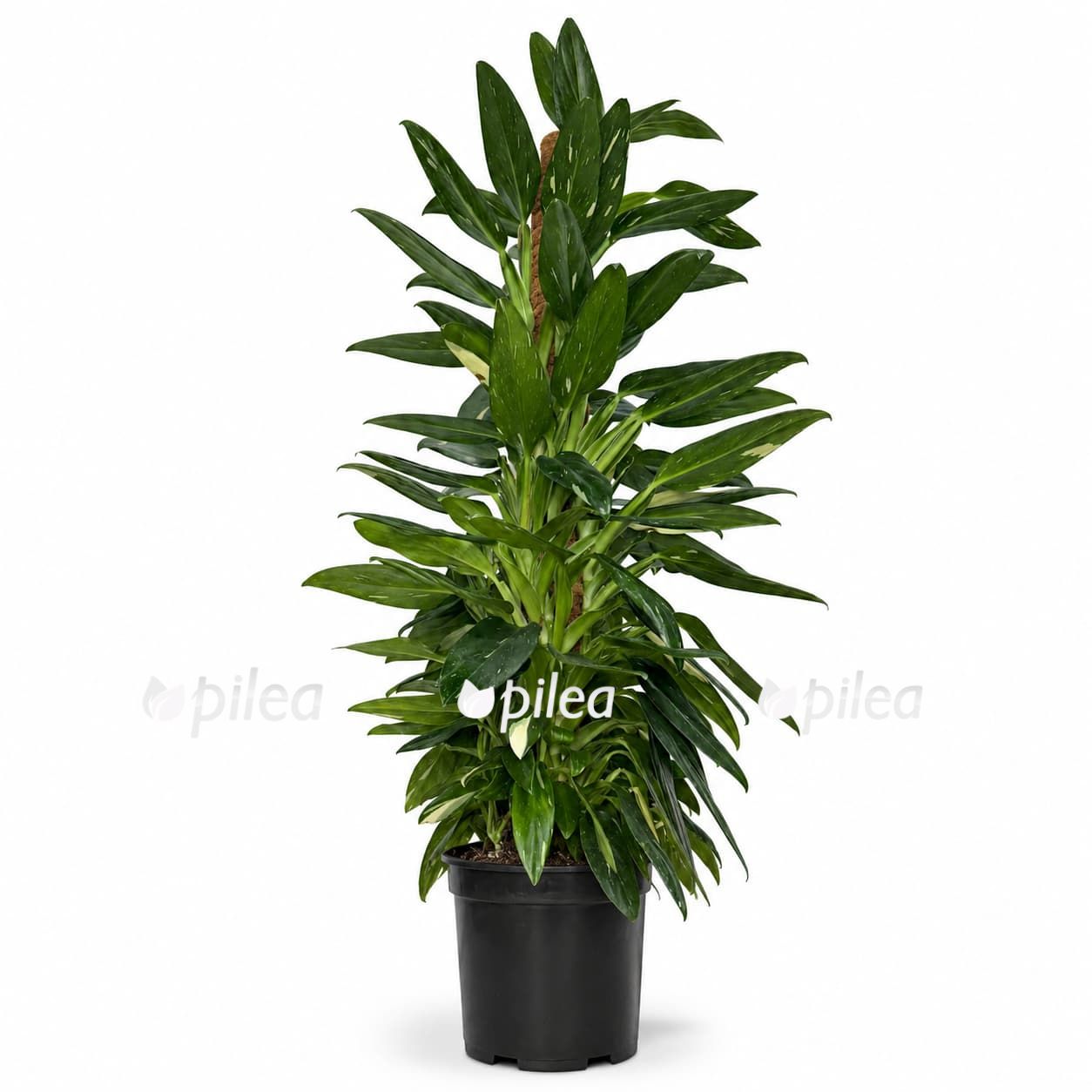 filodendron-kobra-variegata-na-opore filodendron kobra variegata na opore
