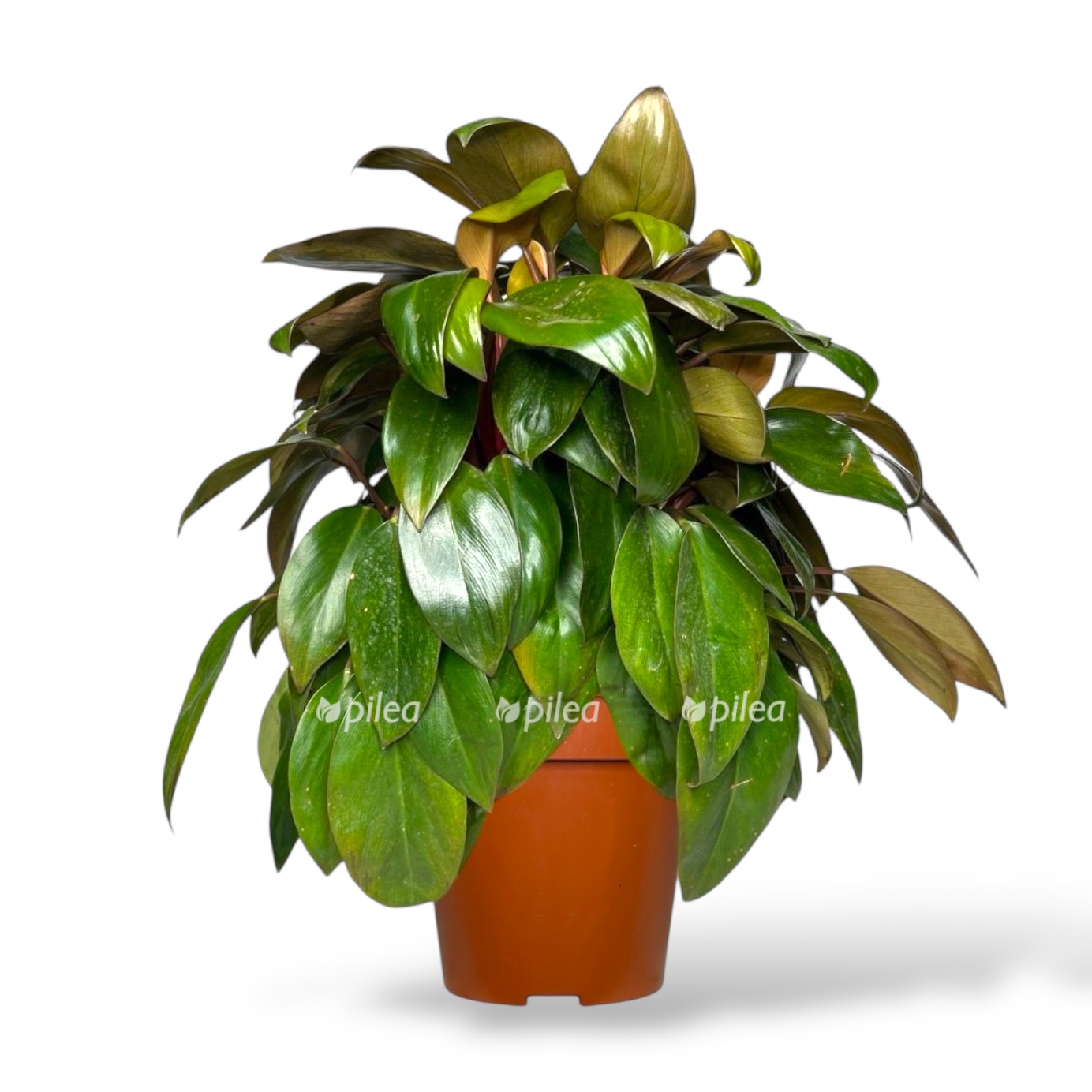 filodendron-kongo-.jpeg filodendron kongo