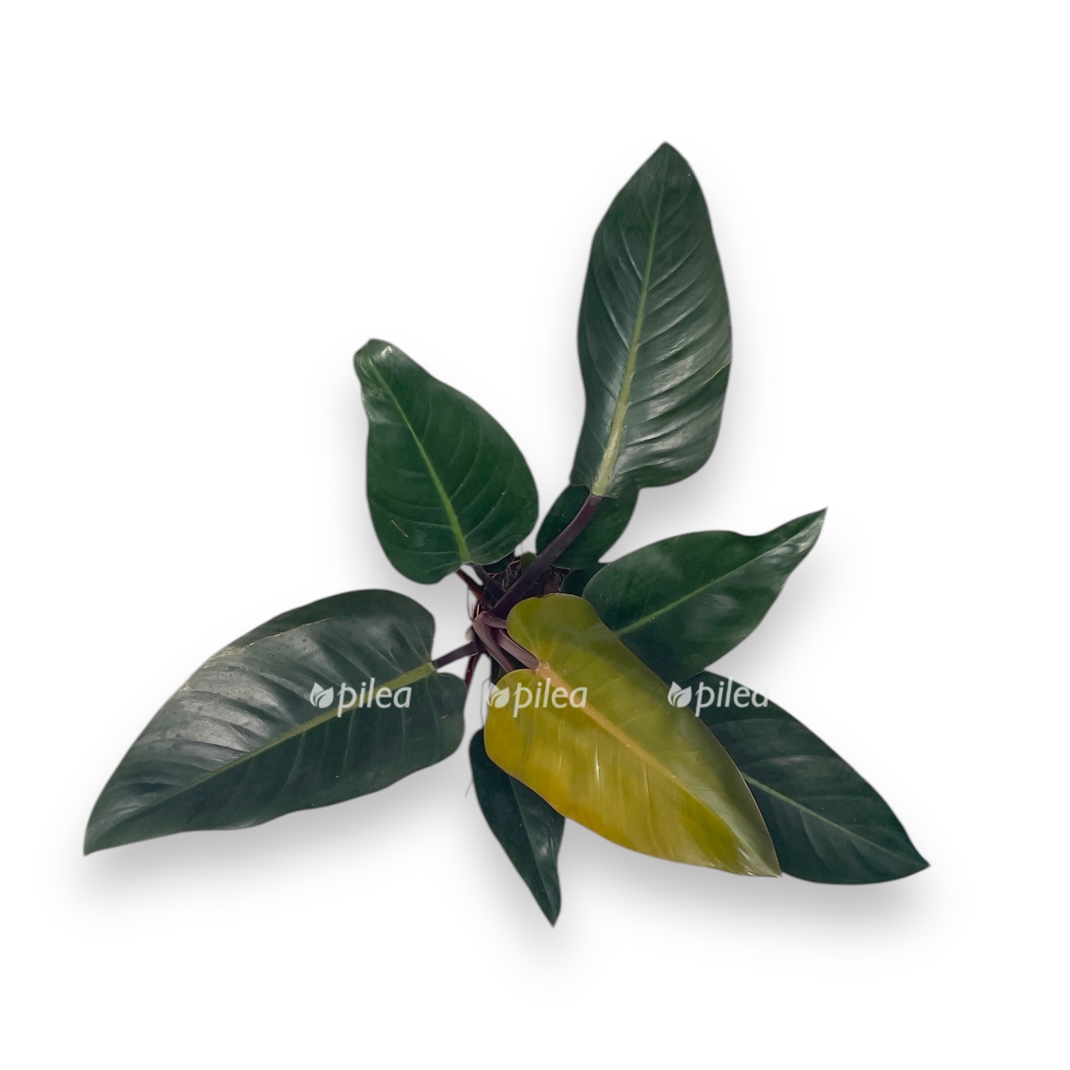 filodendron kongo red