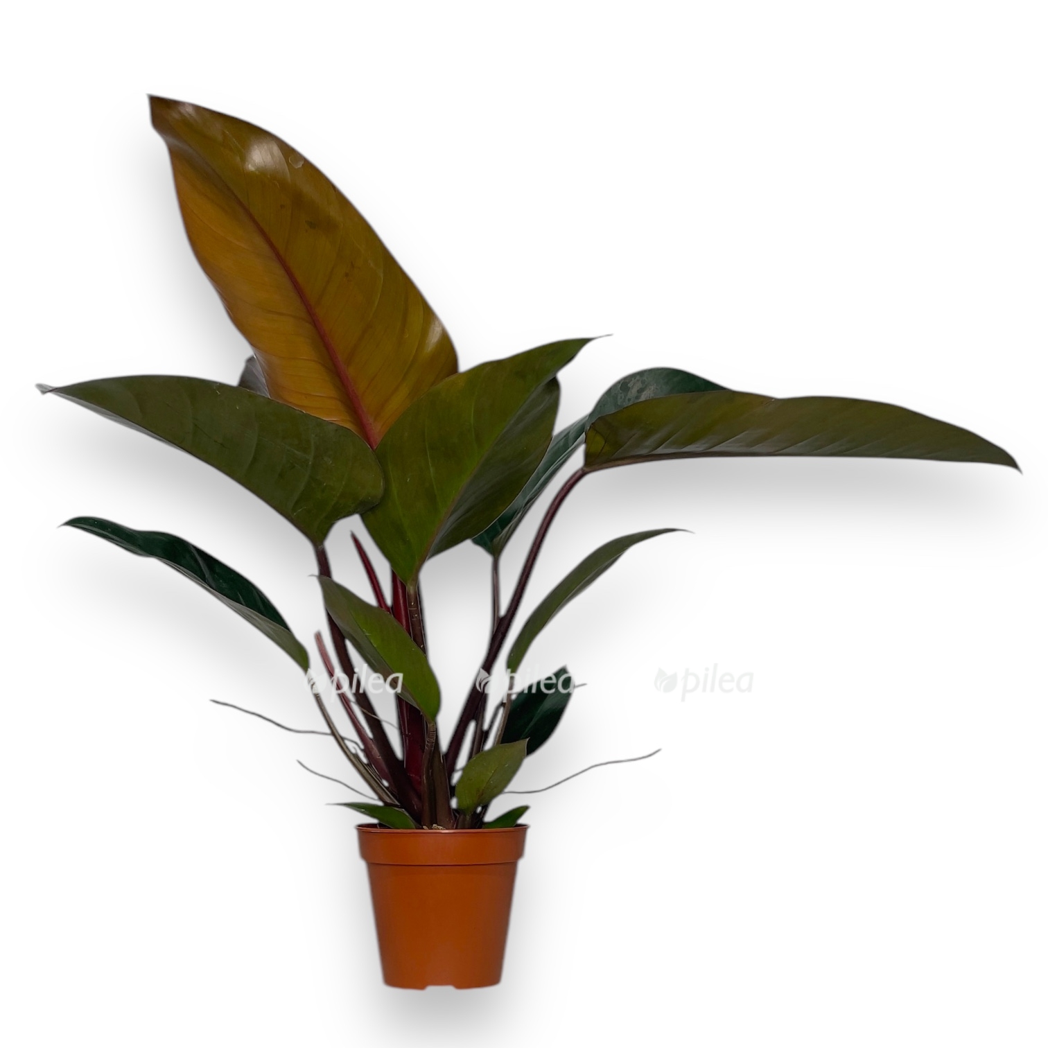 filodendron kongo red