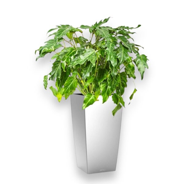 filodendron ksanadu v cubico 30 e1729364687521