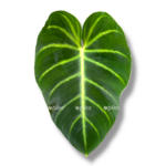 filodendron lyuksurians