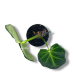 filodendron lyuksurians 1 1