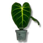 filodendron lyuksurians