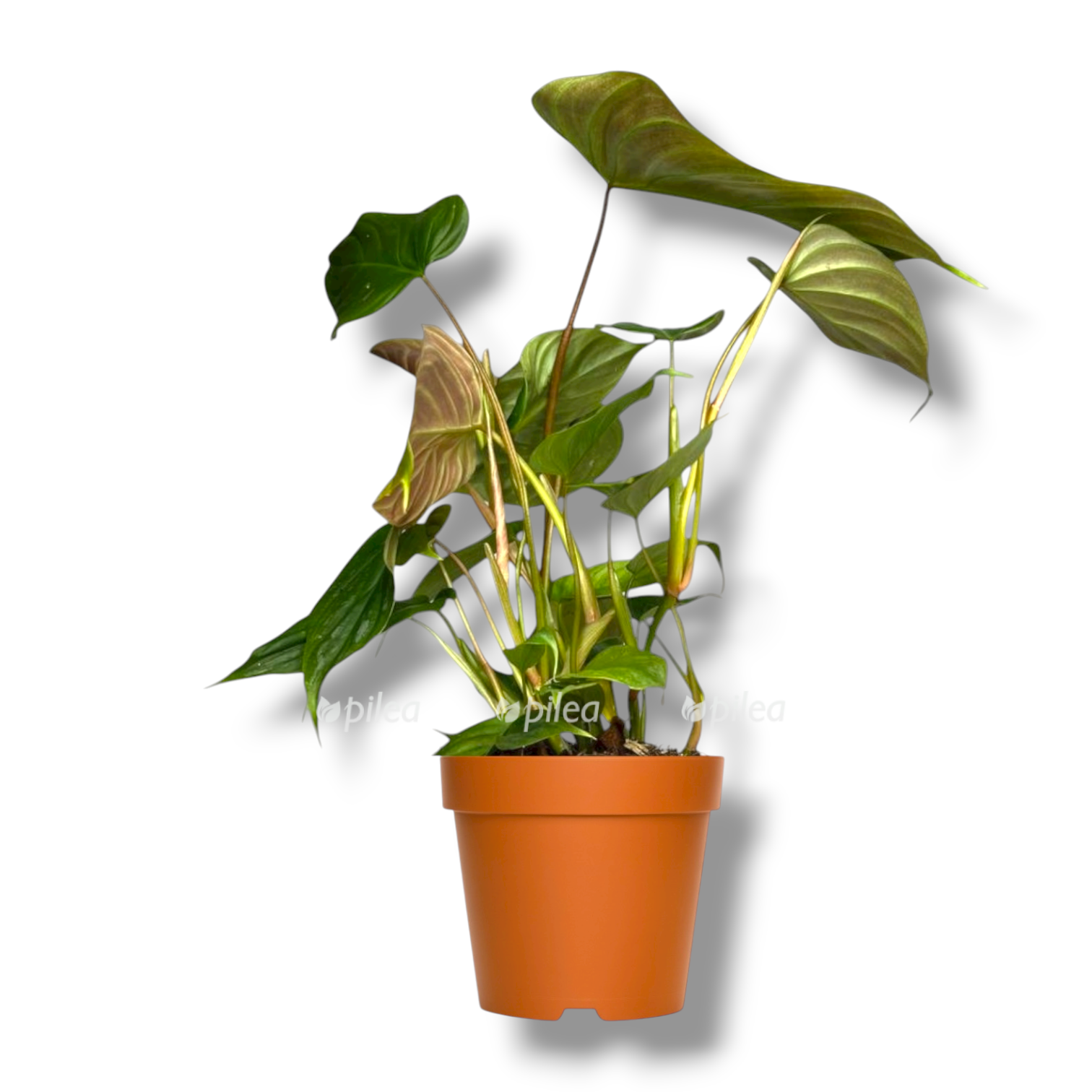 filodendron madzhestik