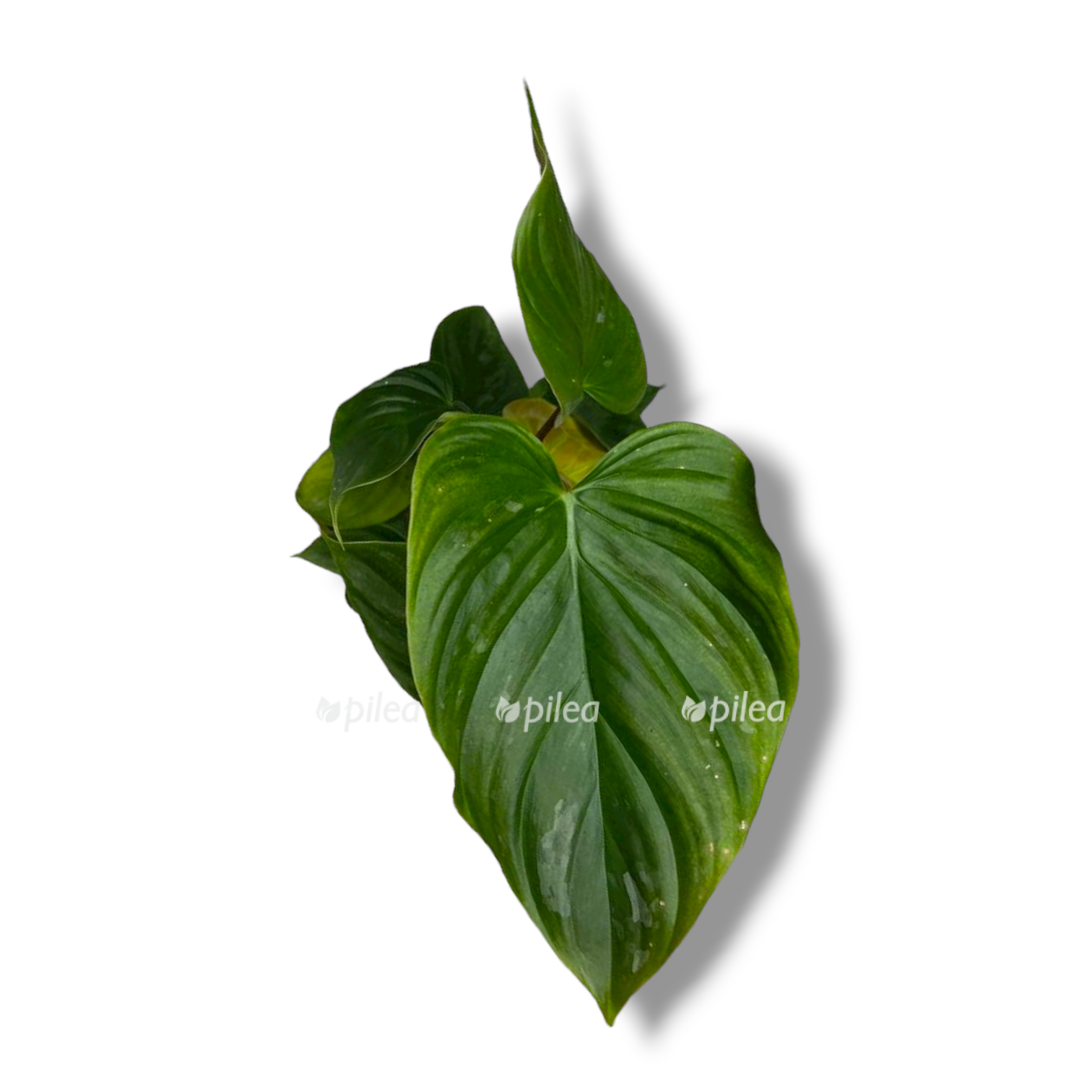 filodendron madzhestik