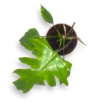 filodendron majo