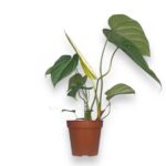 filodendron makdauell 2 e1729774353531