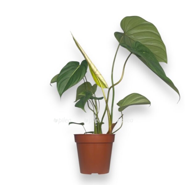 filodendron makdauell 2 e1729774353531