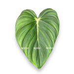 filodendron makdauell e1729774333489