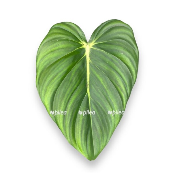 filodendron makdauell e1729774333489