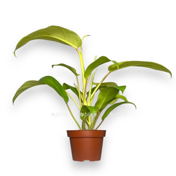 filodendron malaj gold e1720183211286