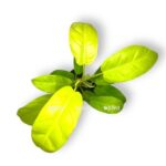 filodendron malaj gold e1720183231857