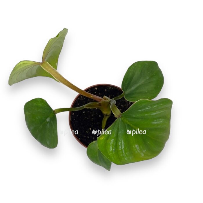 filodendron mamej 6 15 e1699281380663