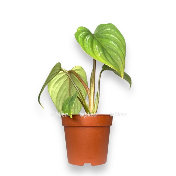 filodendron mamej 6 15 sm e1699281402592