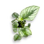 filodendron mamej e1698937844895